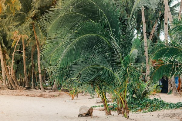 Où pratiquer le snorkeling au milieu des raies manta à Hawaii ?