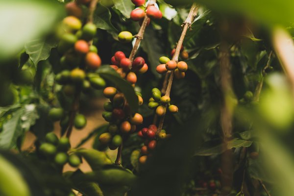 Comment organiser une visite des plantations de café en Colombie?